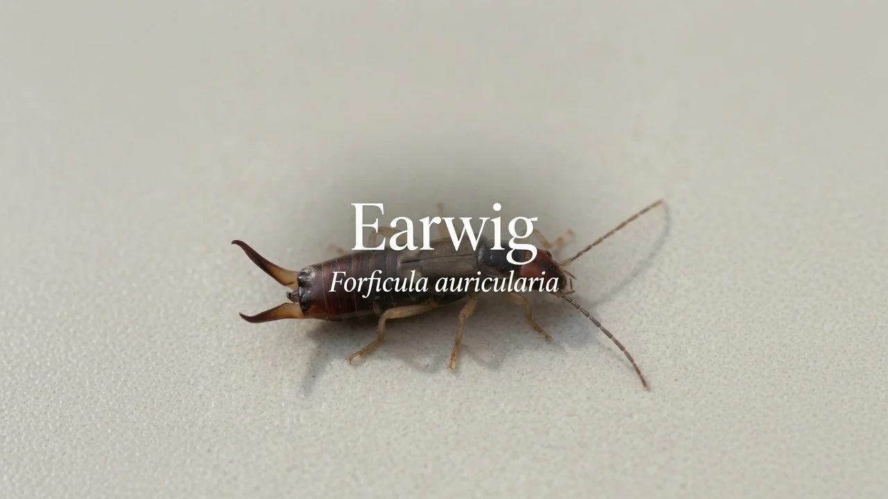 earwig-profile.jpg