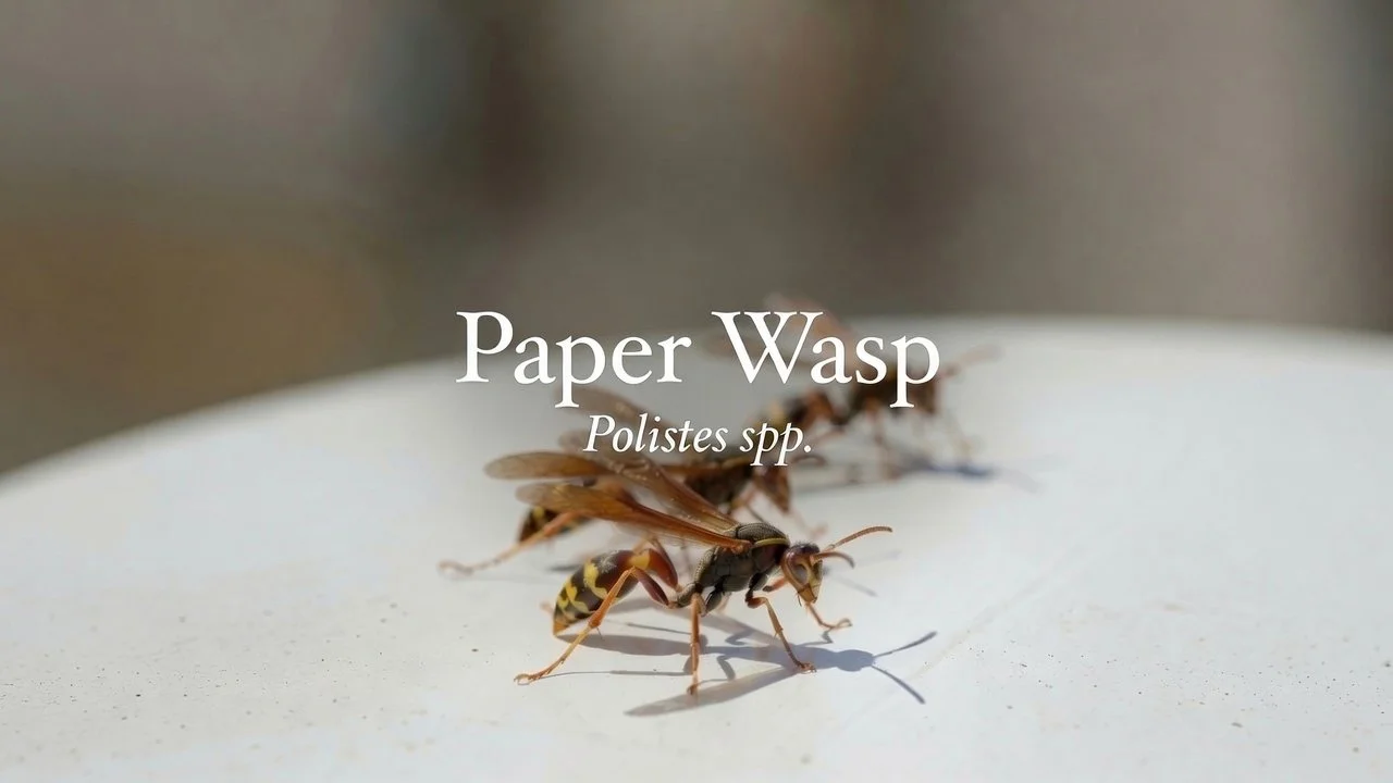paper-wasp-profile.jpg