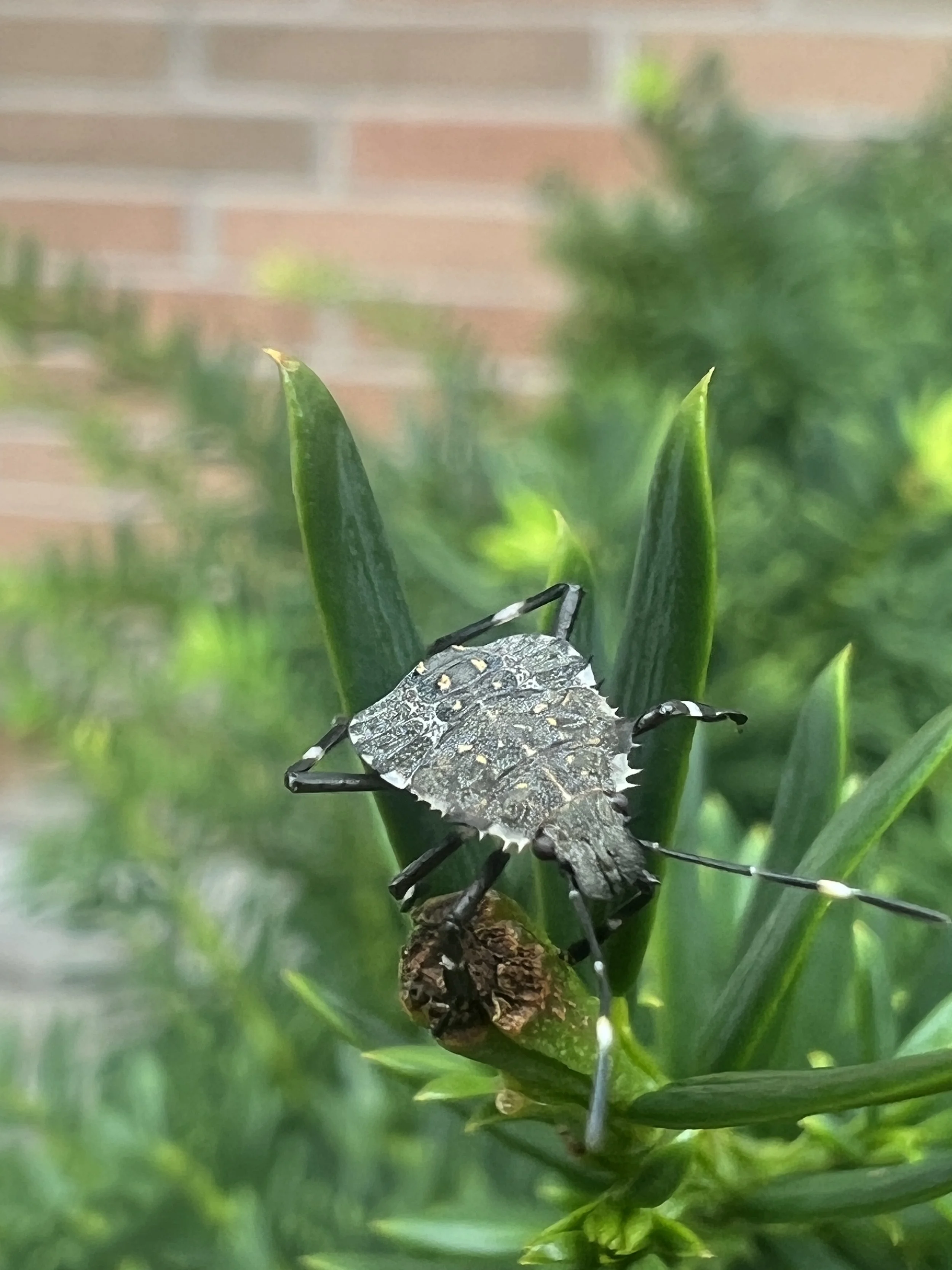 BMSB-on-leaf.JPG