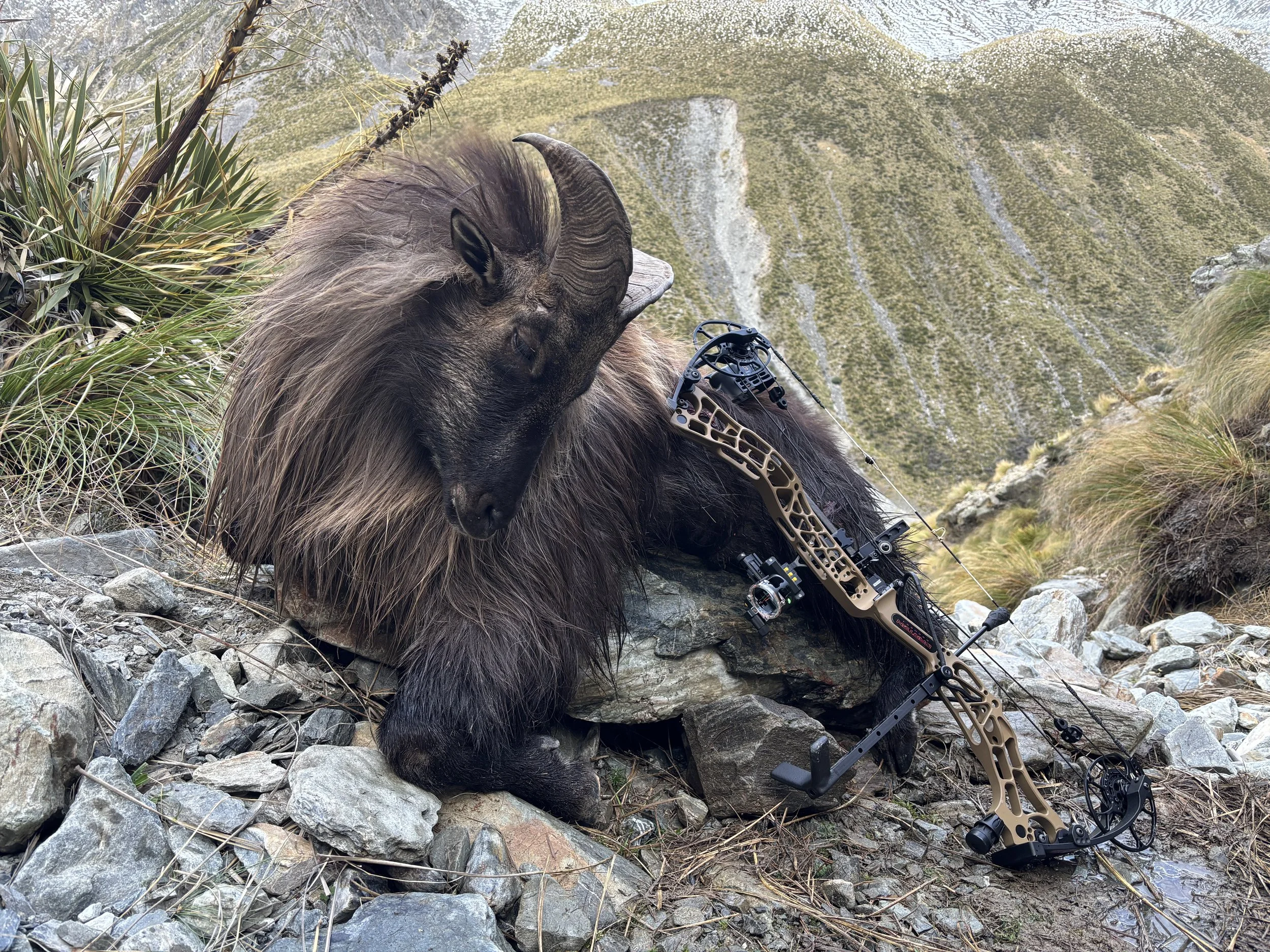 A mountain goat lying on rocky ground in a mountainous landscape, with a compound bow placed in front of it.