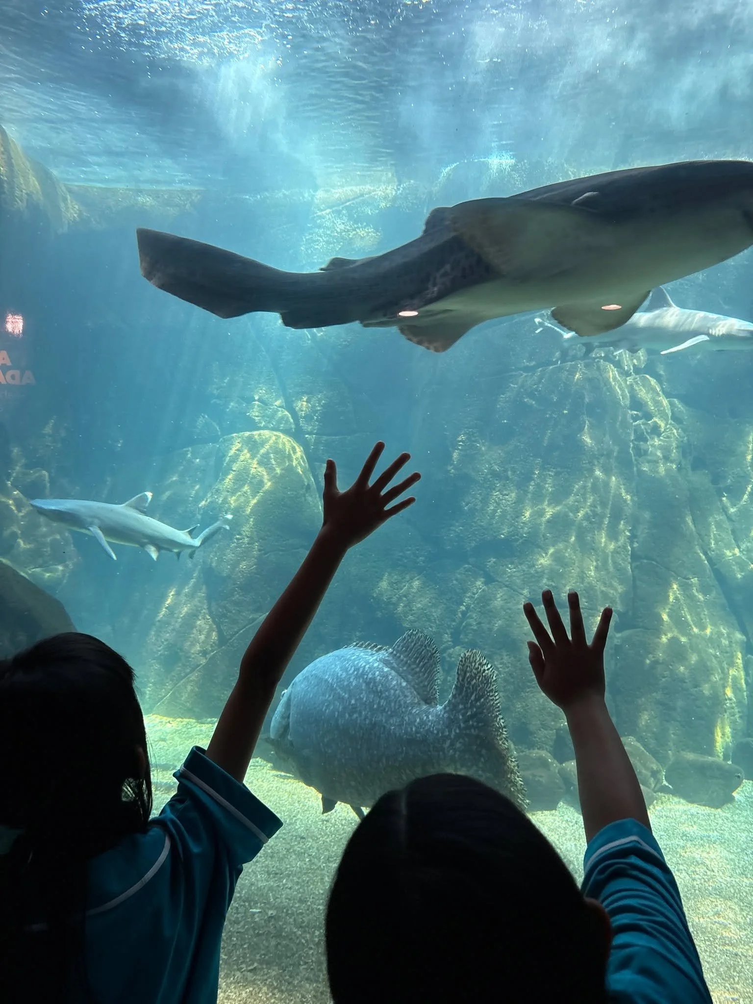 🐠✨ Kids Voices &ndash; Aquarist Edition ✨🐠
@waikikiaquarium 

We were warmly welcomed by Education Program Manager Alyce, Alena (a student employee assisting with the program), and the entire team, and given a valuable opportunity to learn firsthan