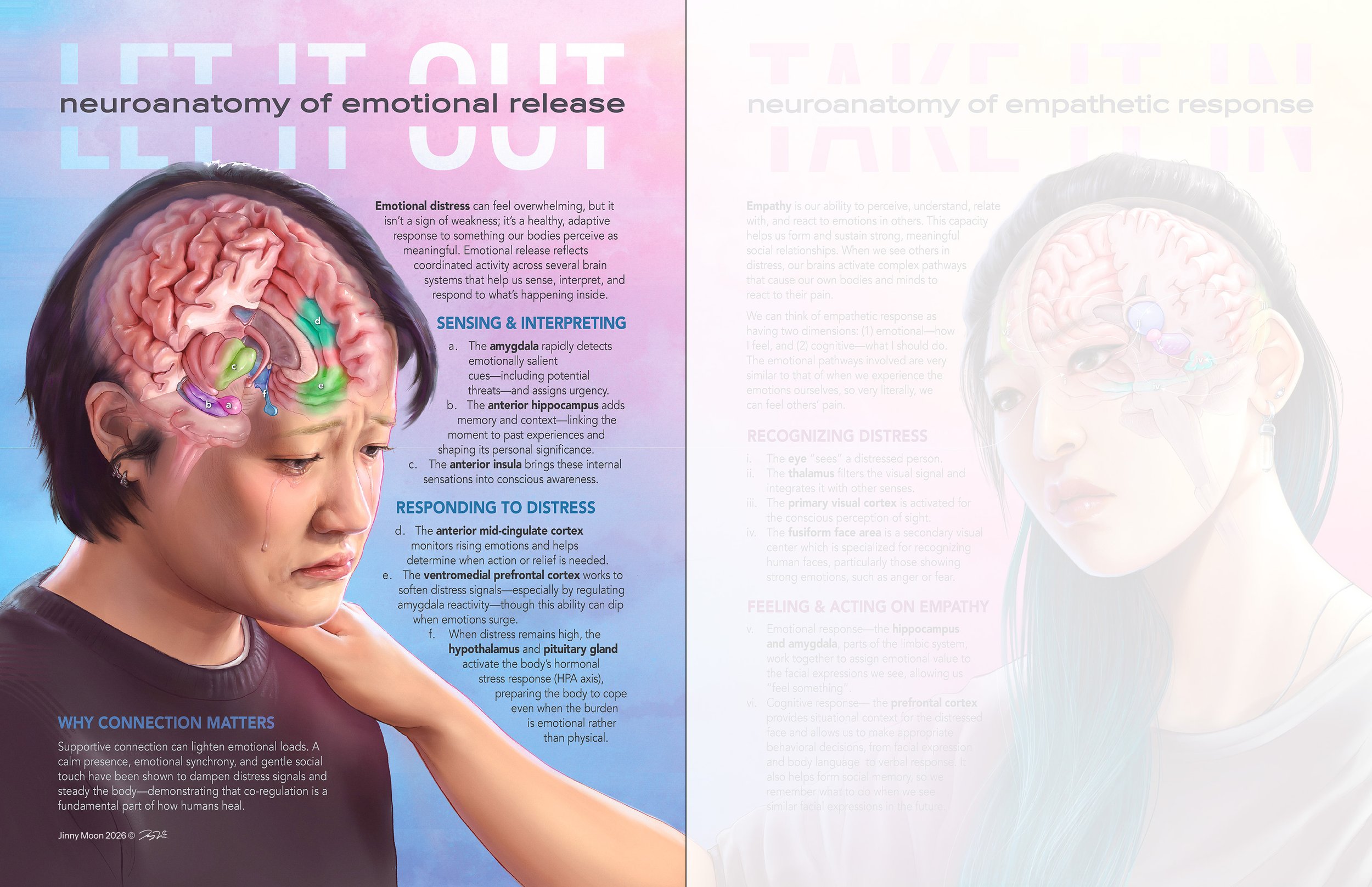 Neuroanatomy of emotional release & empathetic response (Collaborative editorial spread – Procreate, Illustrator)