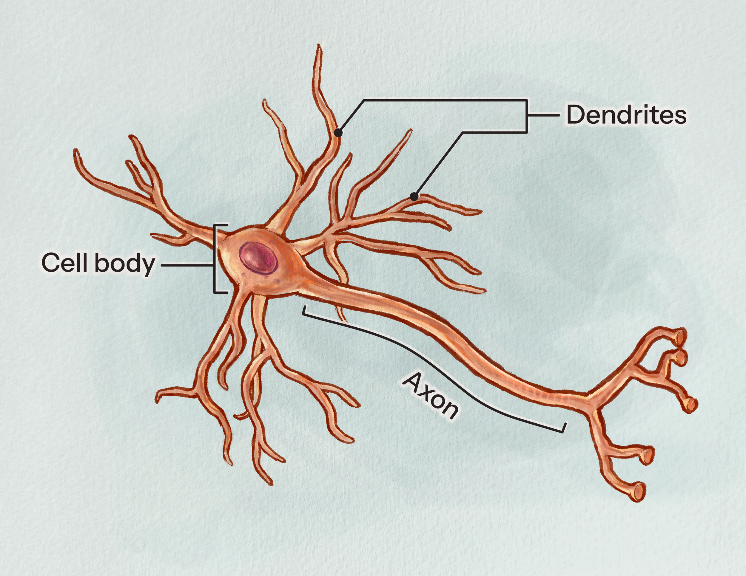 2A – Neurons and Connections