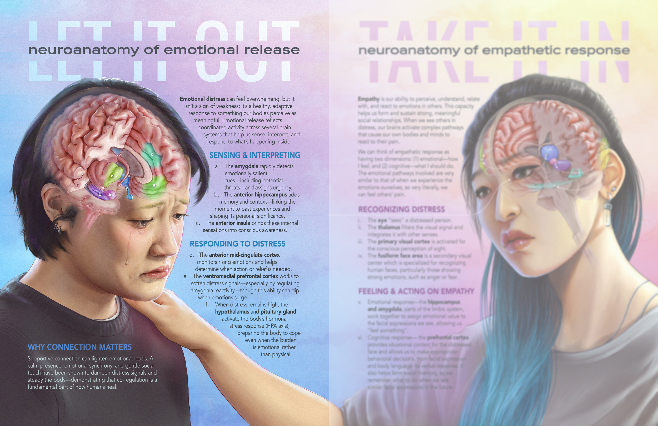 Neuroanatomy of emotional release & empathetic response (Collaborative editorial spread – Procreate, Illustrator)