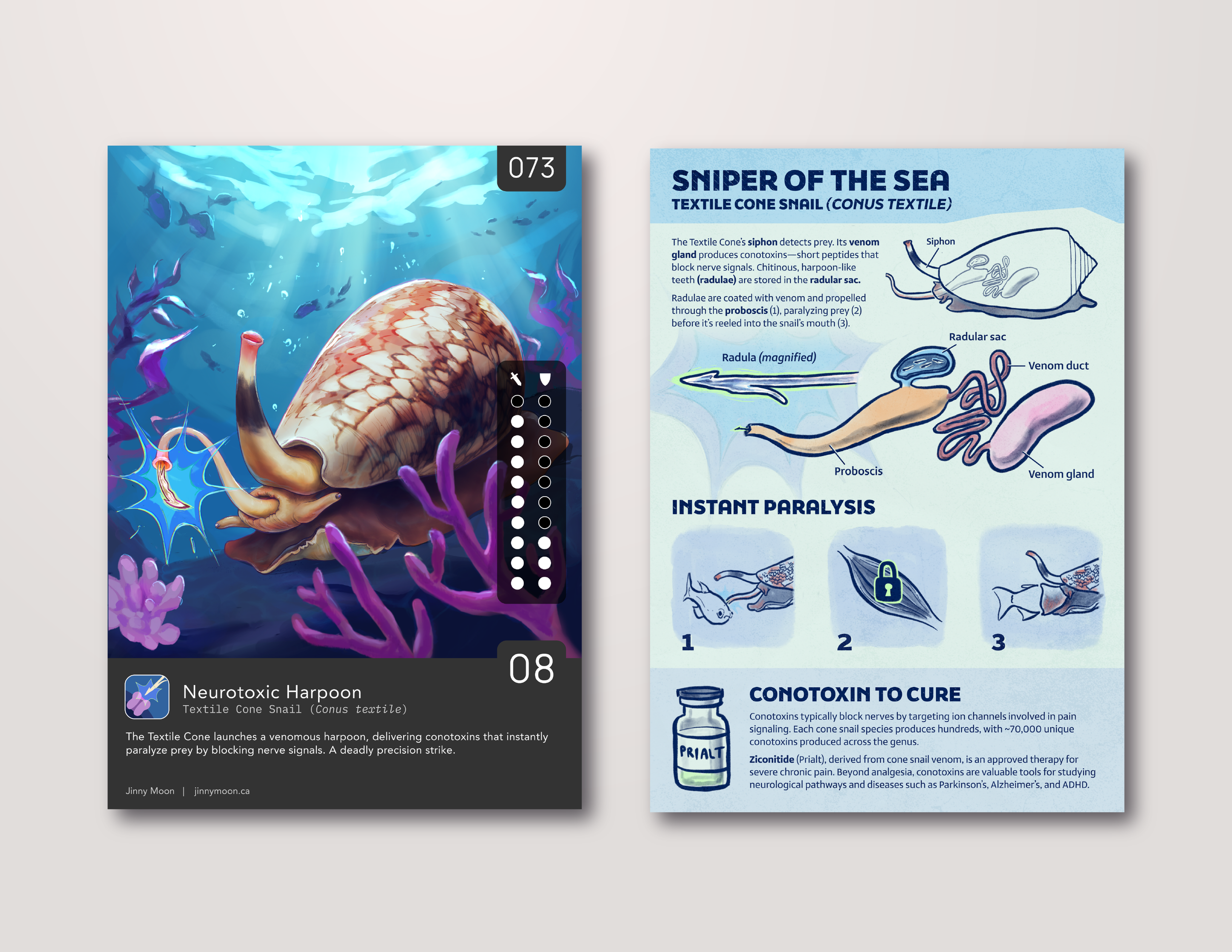 Cone snail (Educational SciCard – Procreate)