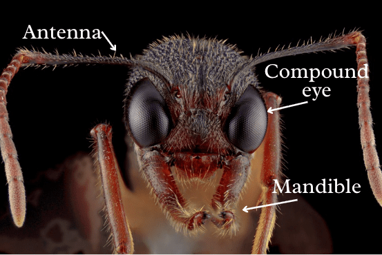 ant-head-anatomy.png