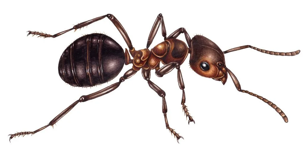 Life-cycle-worker-Formica-aquilonia-Scottish-wood-ant-1024x524.jpg