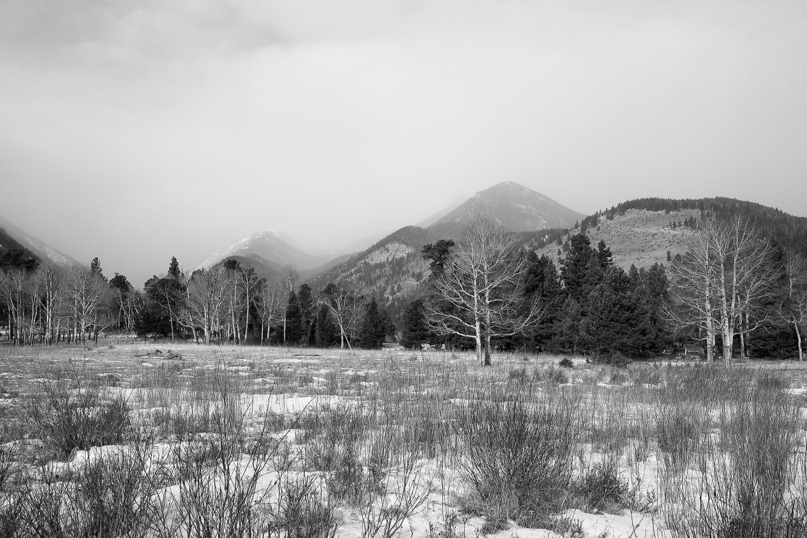 Black and white landscape of a snowy field with sparse vegetation, surrounded by leafless trees, dense pine trees, and mountain hills in the background under a cloudy sky.