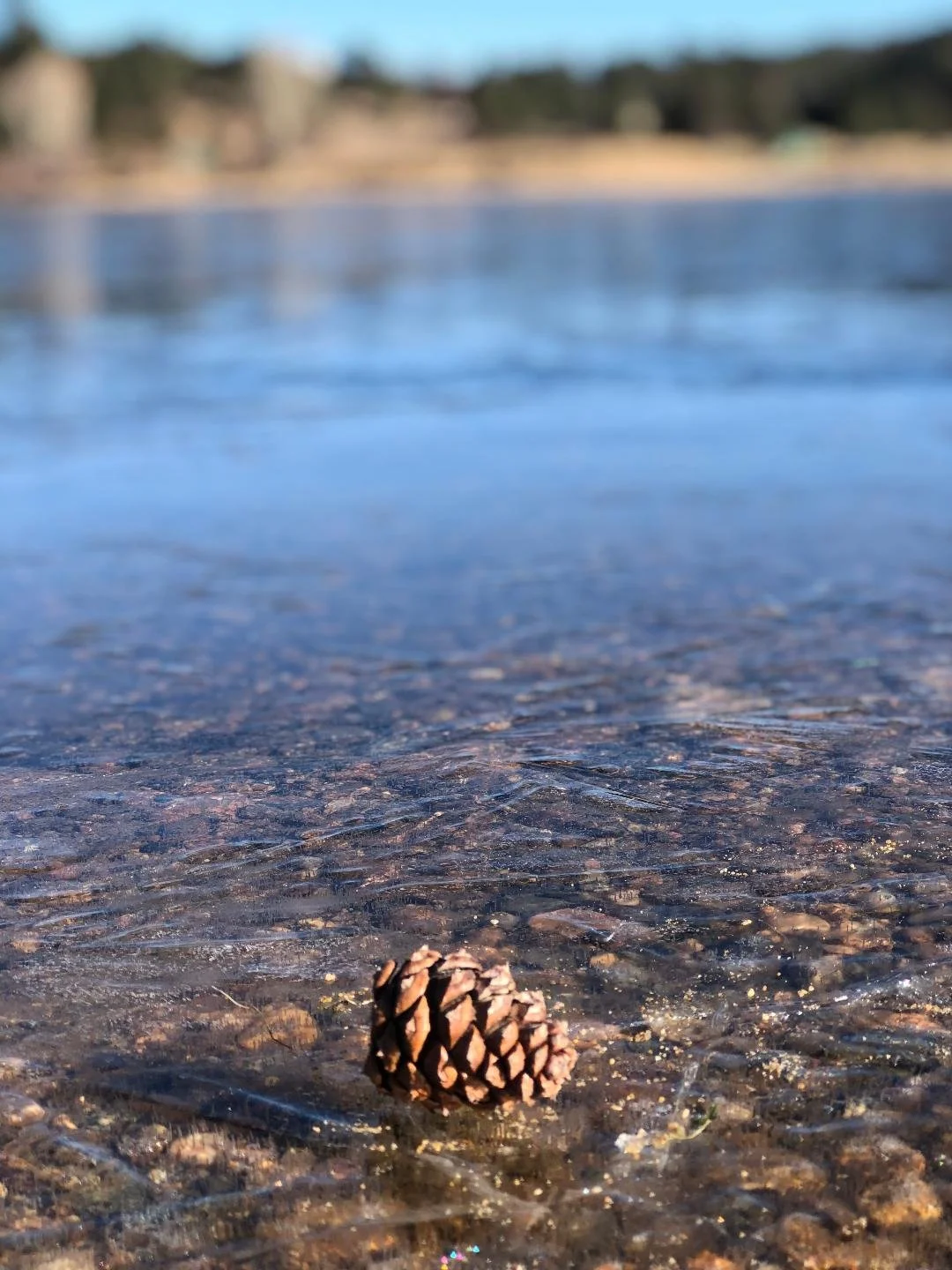 Pine cone on a rocky shoreline by calm water with a blurred background of trees and sky.