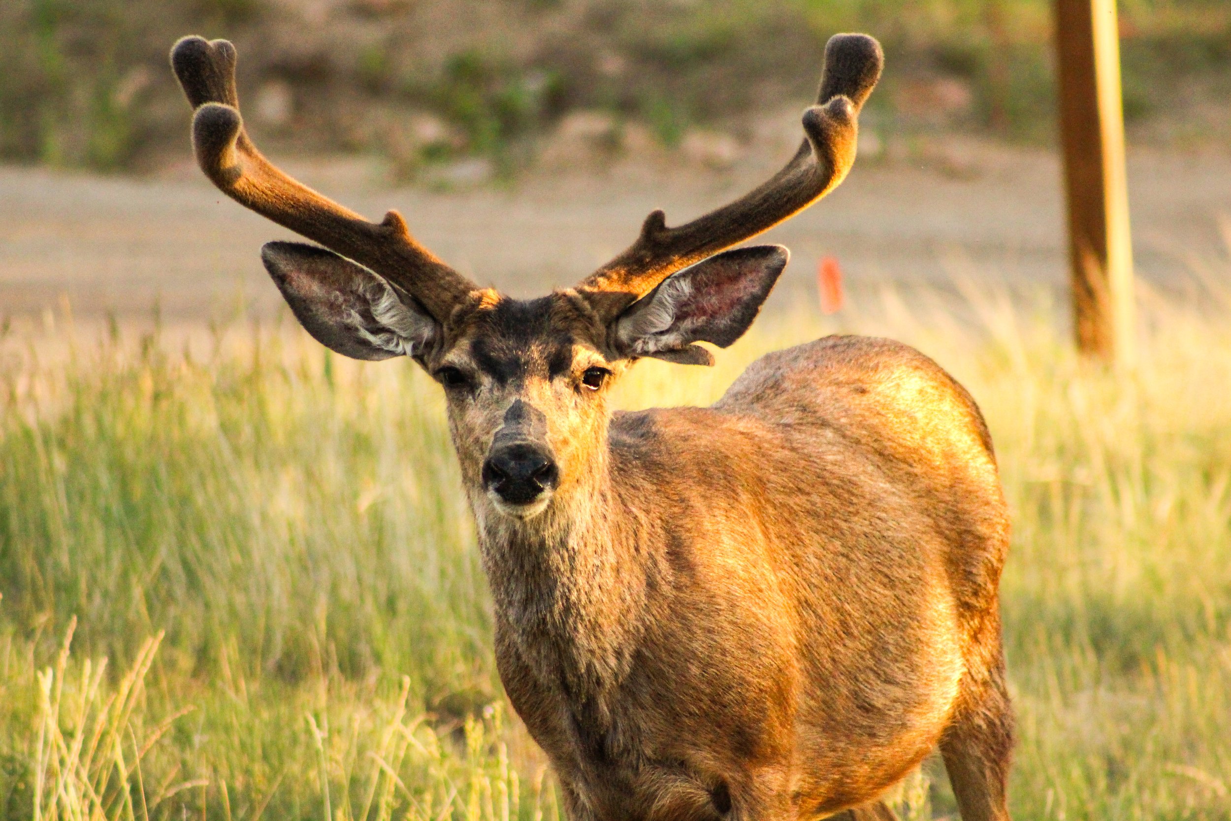 deer in Estes Park, CO