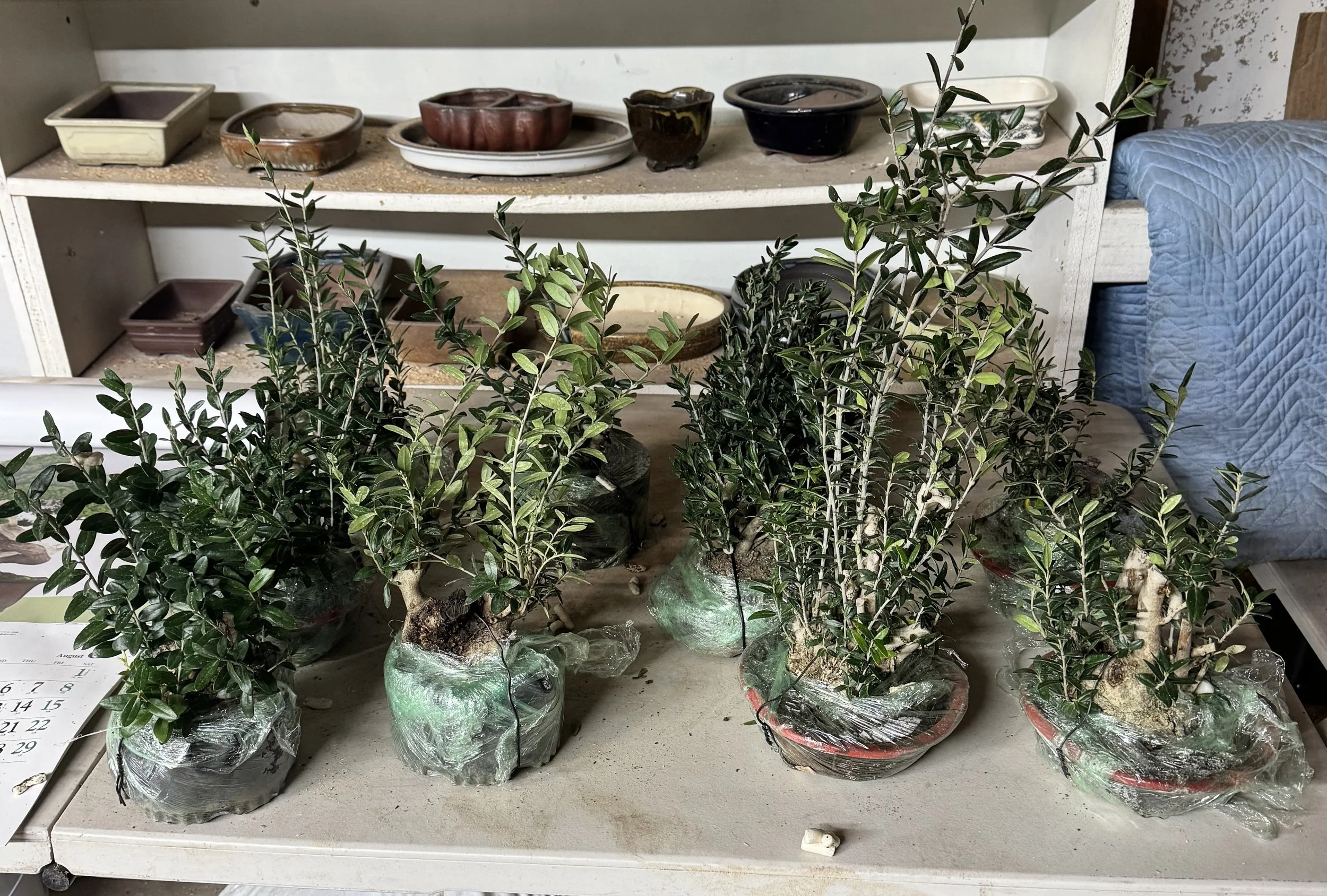 Workshop: Shohin Bonsai