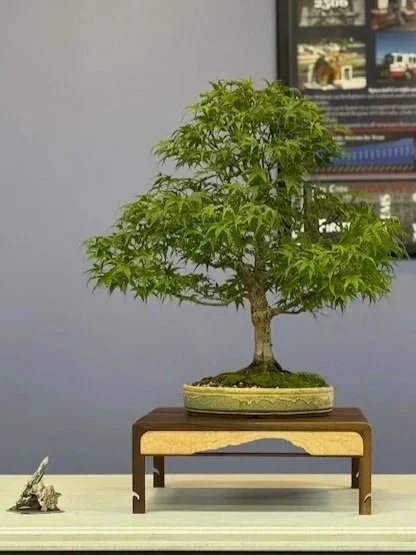 Bonsai display from the August 2025 club meeting