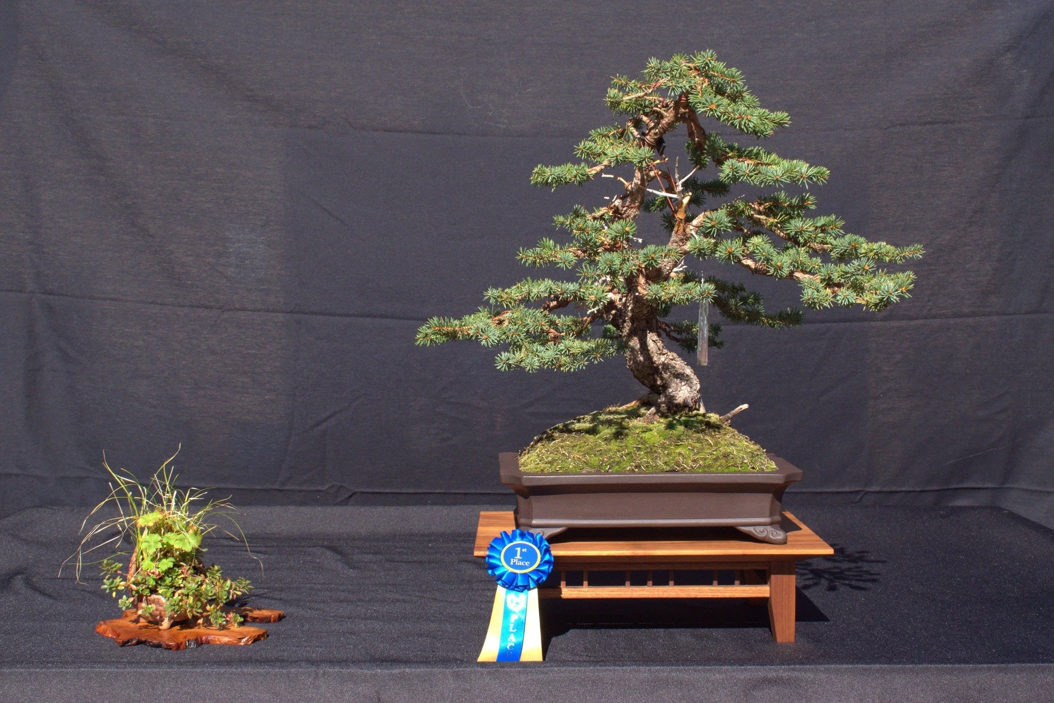 Image of the first place tree in the Advanced division in the 2025 Pikes Peak Bonsai Show