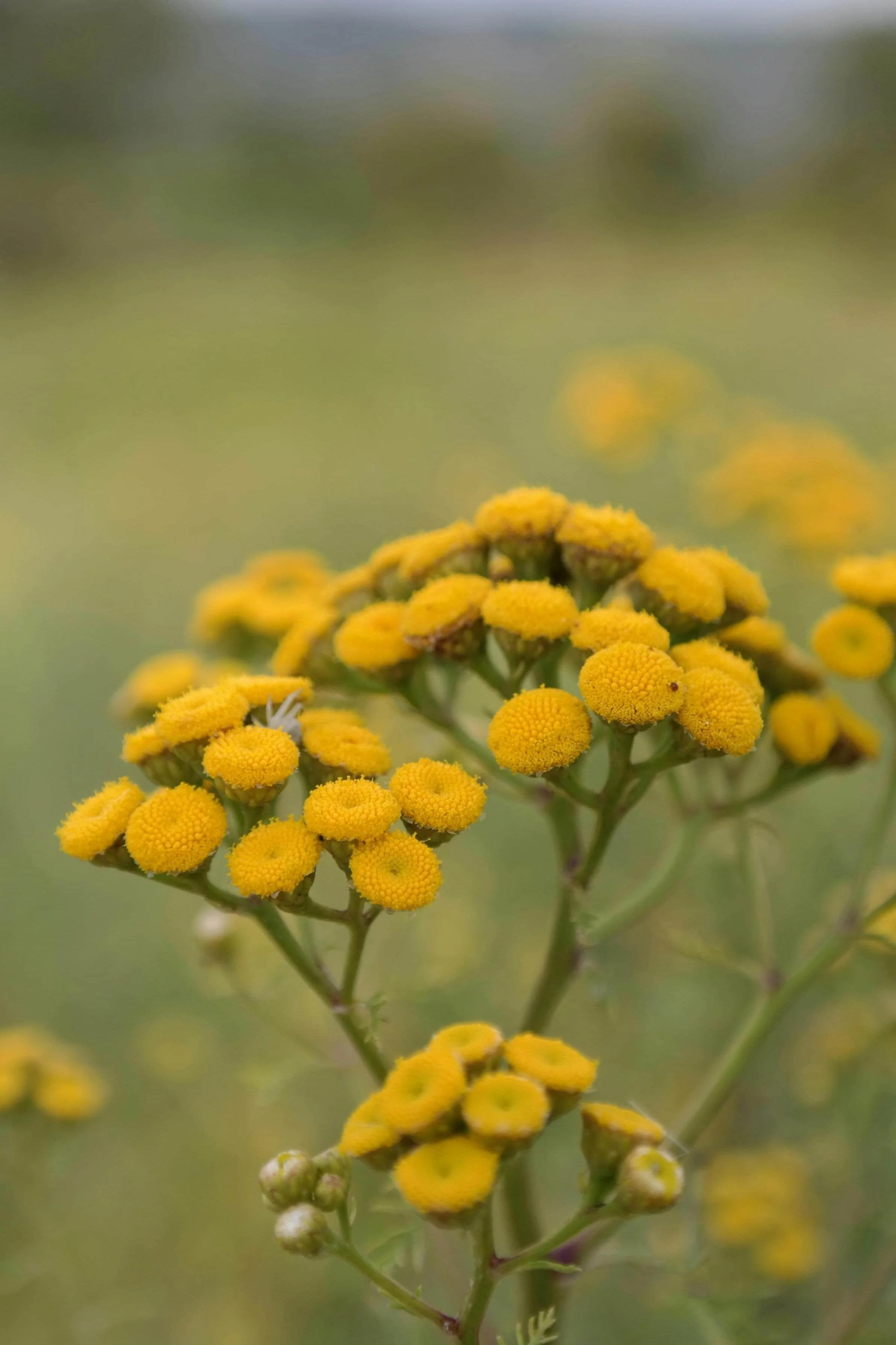 EMDR Bay Area. Blue Tansy flower image.