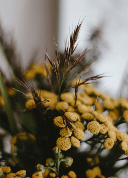 Trauma therapy SF. Blue tansy flowers image.