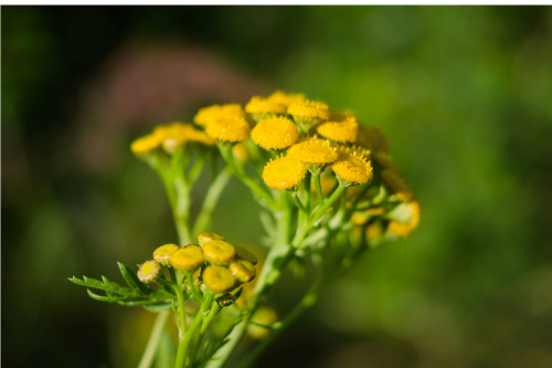 EMDR Bay Area. Blue Tansy image.