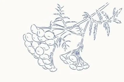 Blue Tansy trauma therapy in San Francisco. Blue tansy flower image.