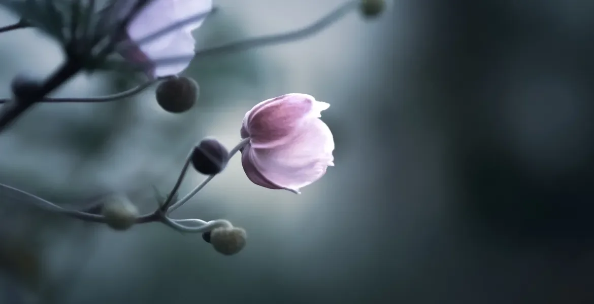 4 Soul Practices for Grieving the World