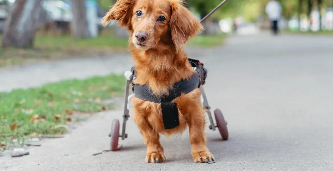 9 Ways You Can Support Disabled Animals