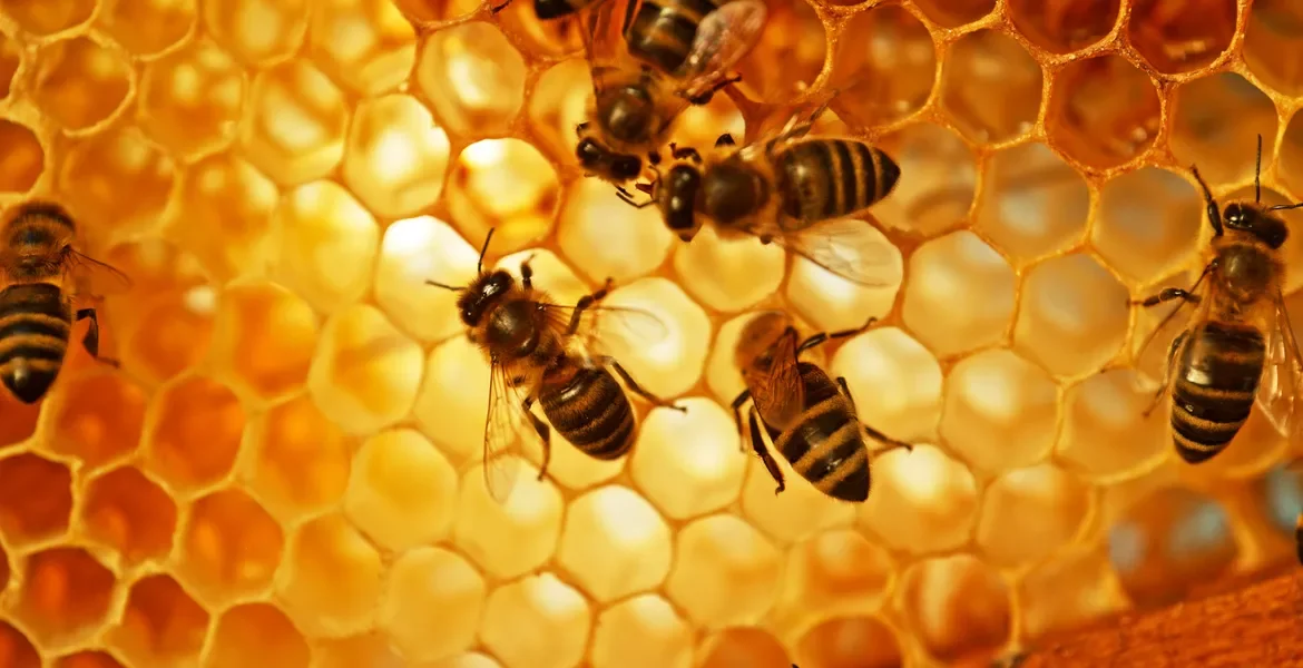 Lessons from the Hive: A Beekeeper’s Path to Interfaith Harmony and Inner Strength