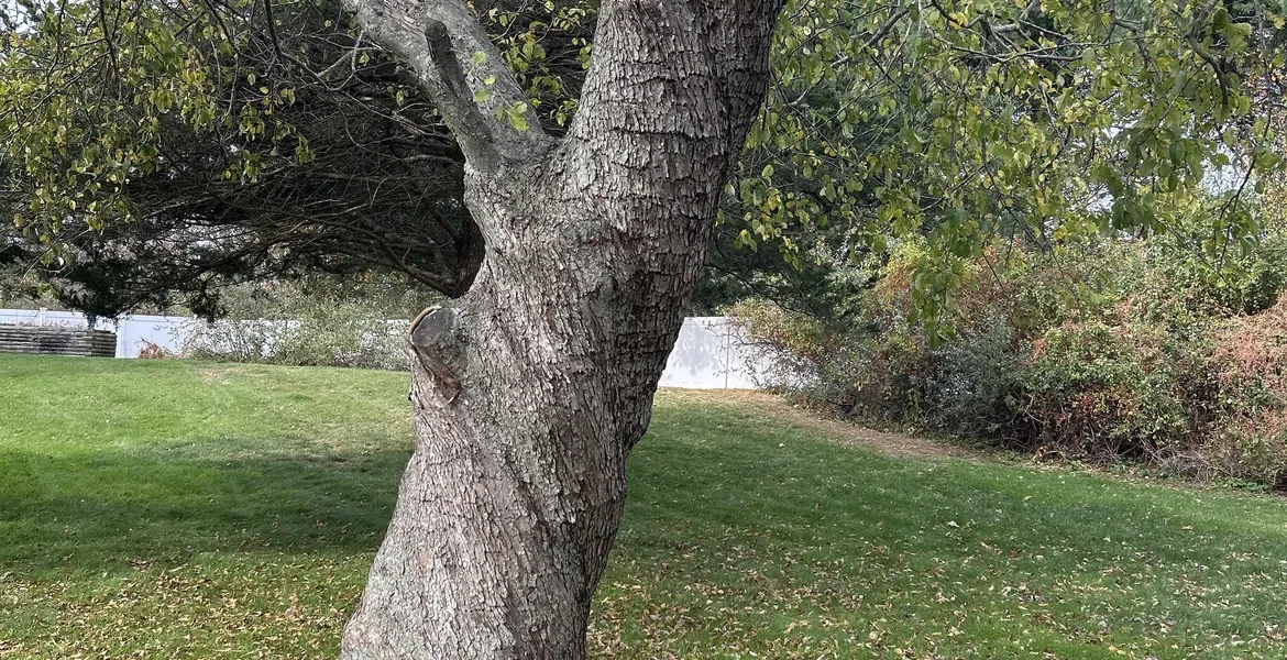 Life Lessons from a Twisted Tree