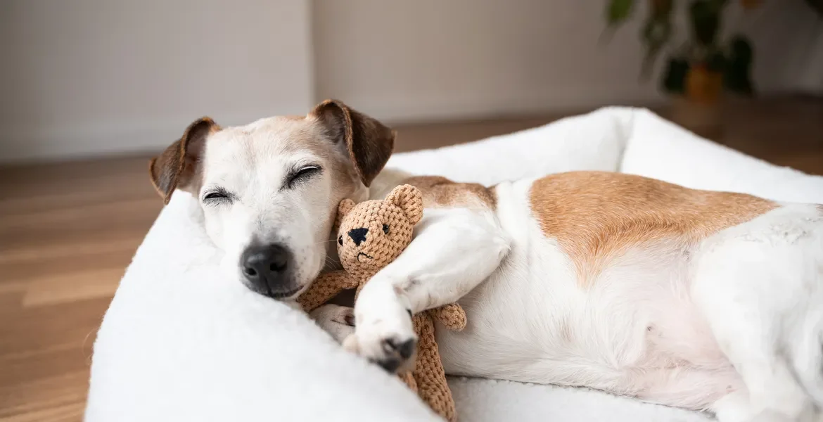 Do Animals Dream?