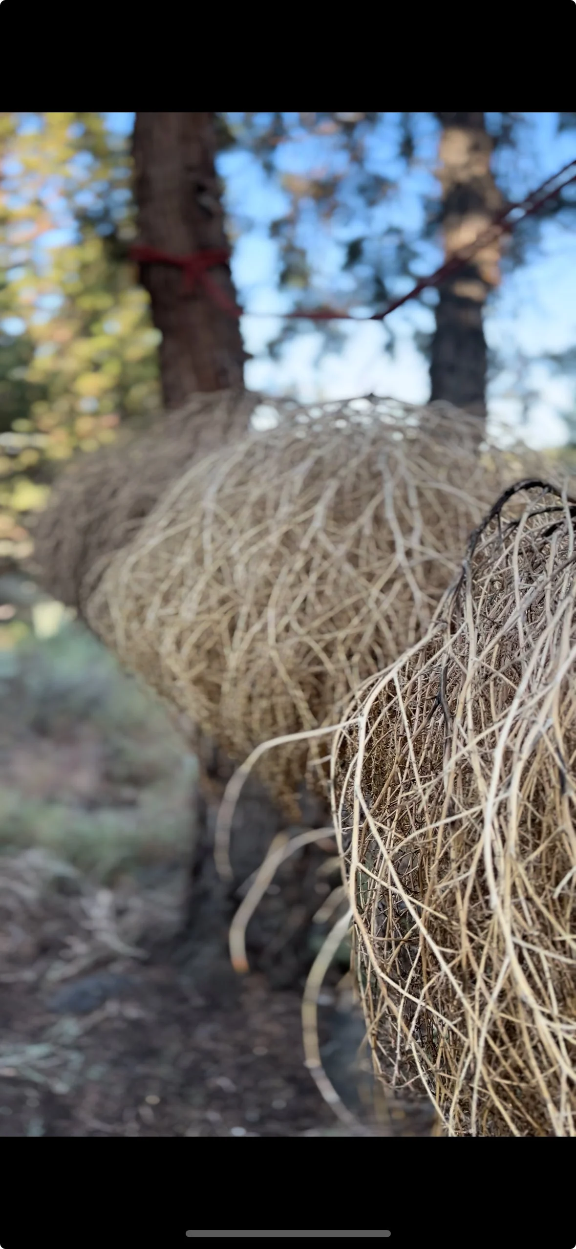 Raw tumbleweed