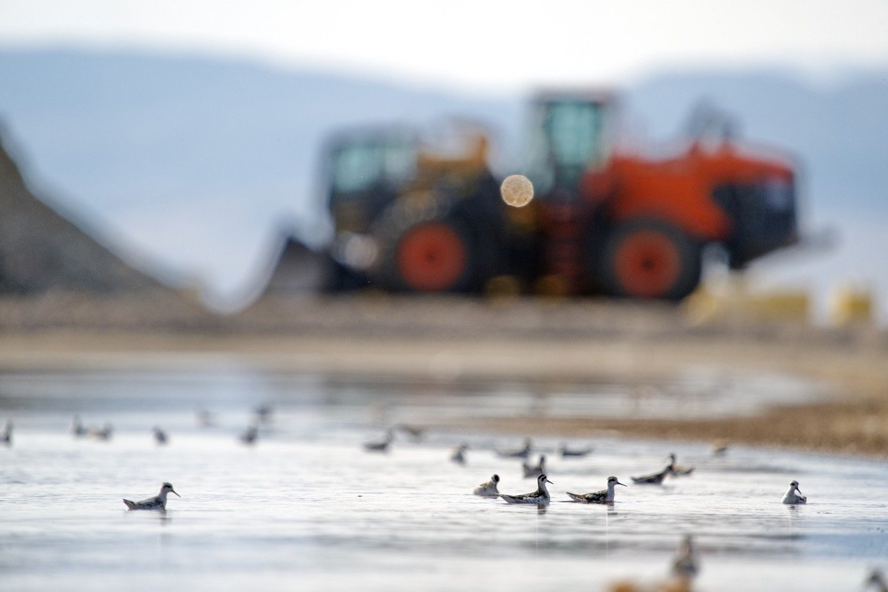 Water Connects Us: Birds