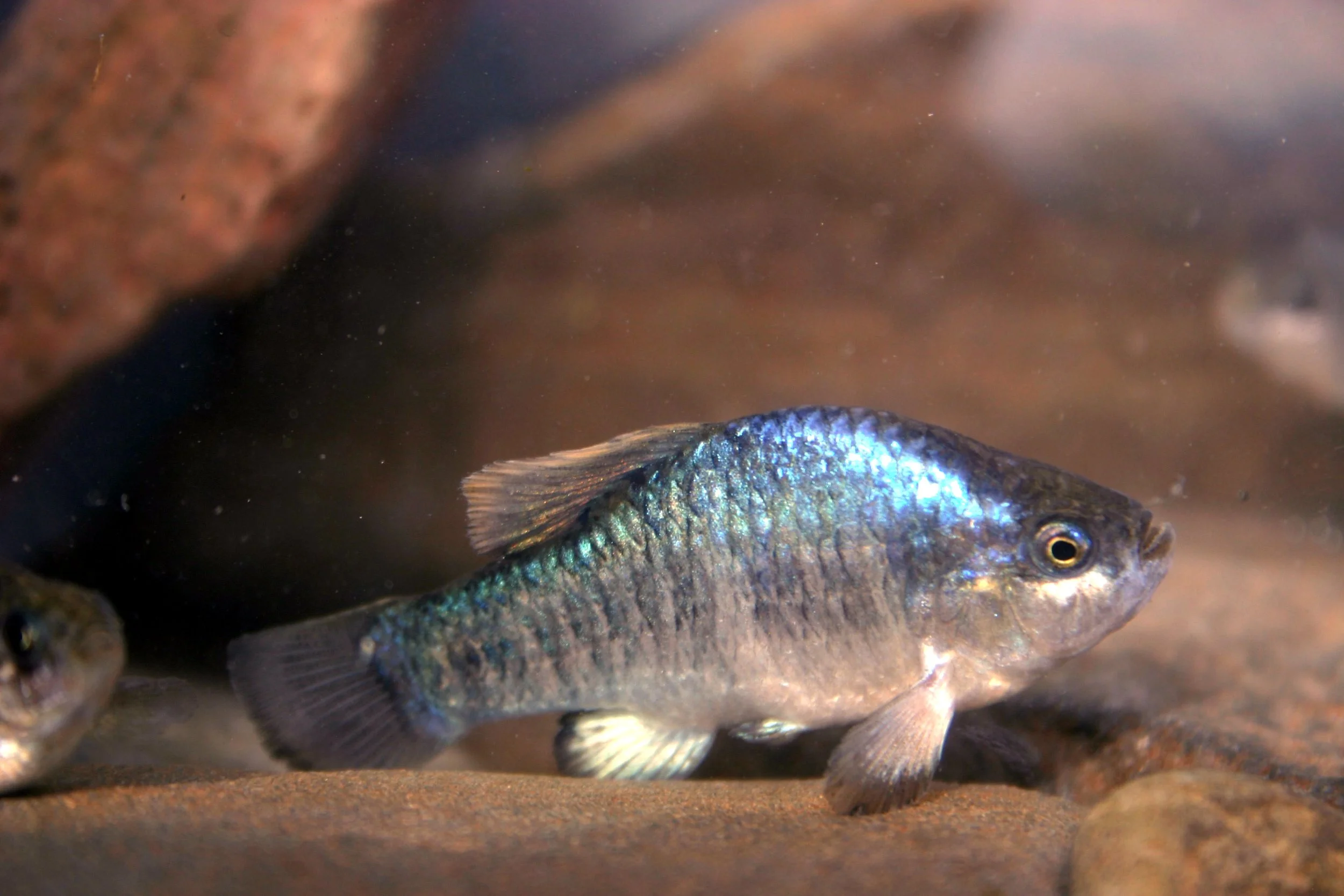Water Connects Us: Fish