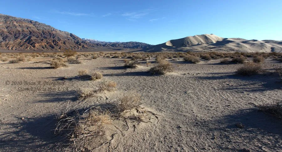 Water Connects Us: Plants