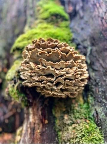 white fungi on the overland track