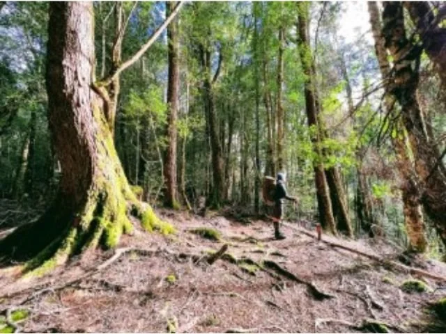 forest near pine valley