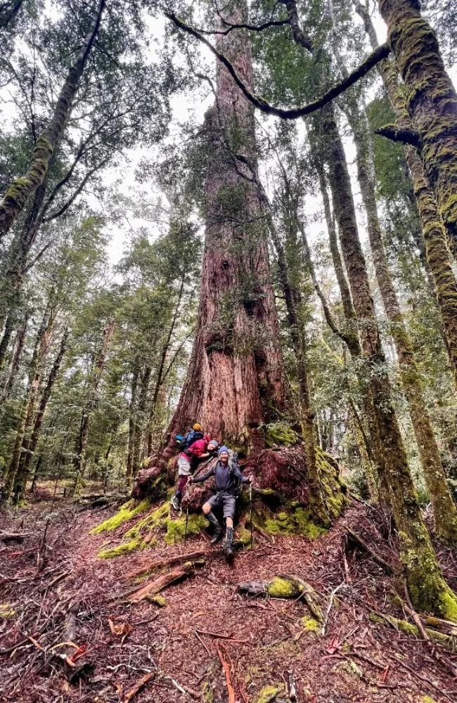 old growth tree along the overland track