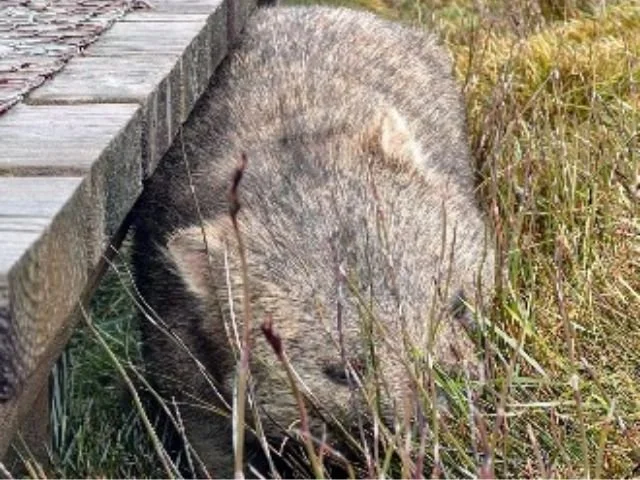 A rat next to a wooden board and tall grass.