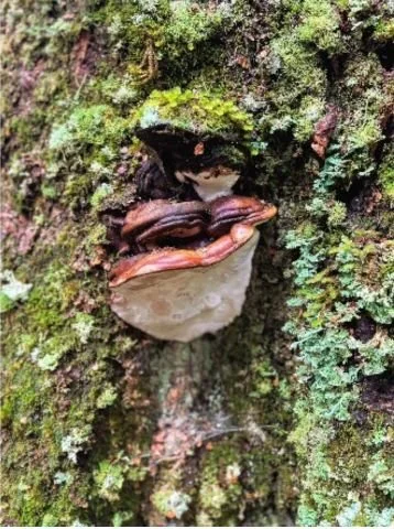 red and white fungi on the overland track