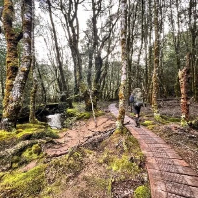 hiker in the forest at pine valley