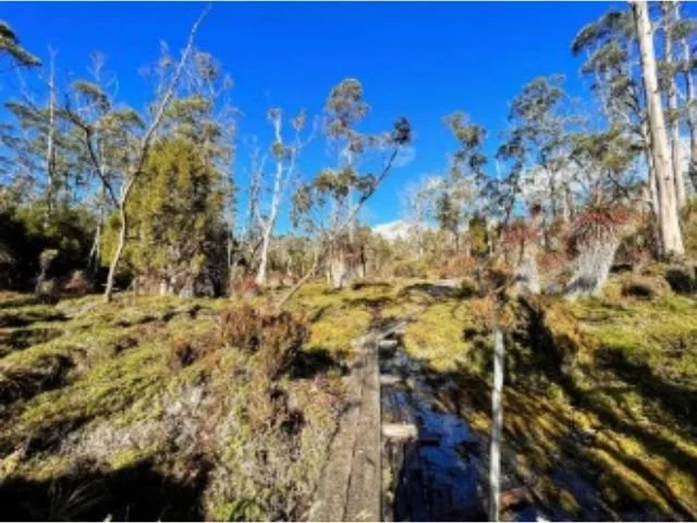 forest near kia ora hut