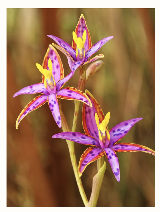 In her Time: The Final Bloom