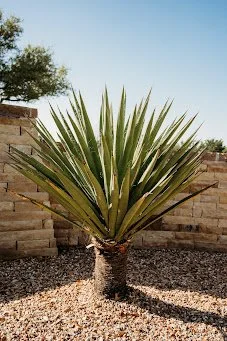plant.jpg