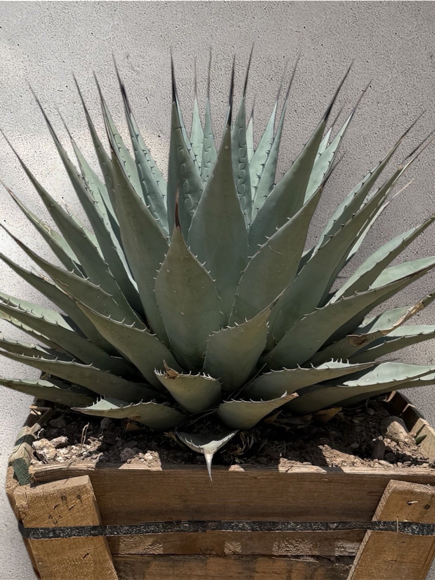 Neomexicana Plant in Natural Habitat – Drought-Resistant Species