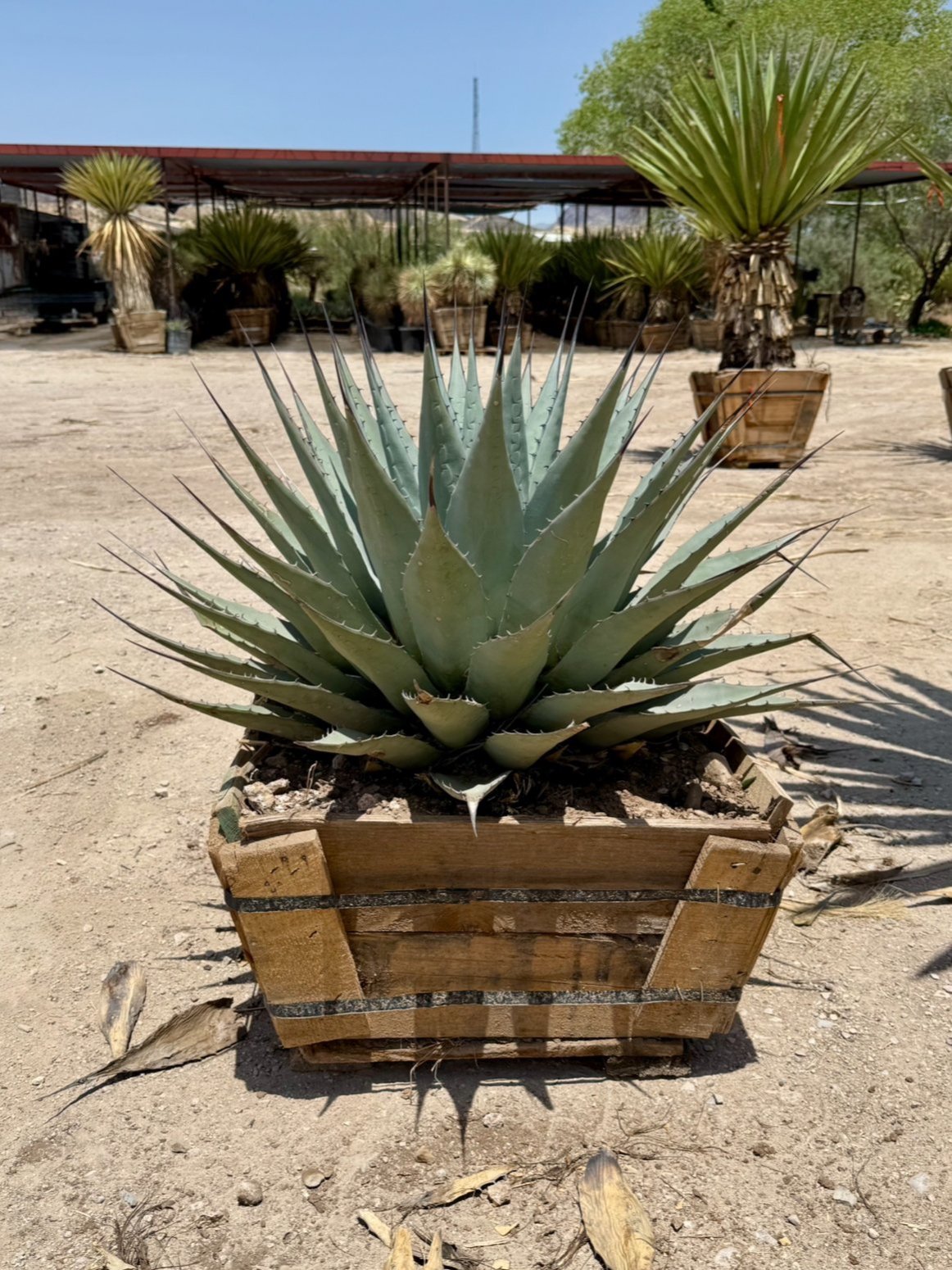 Neomexicana Plant in Natural Habitat – Drought-Resistant Species