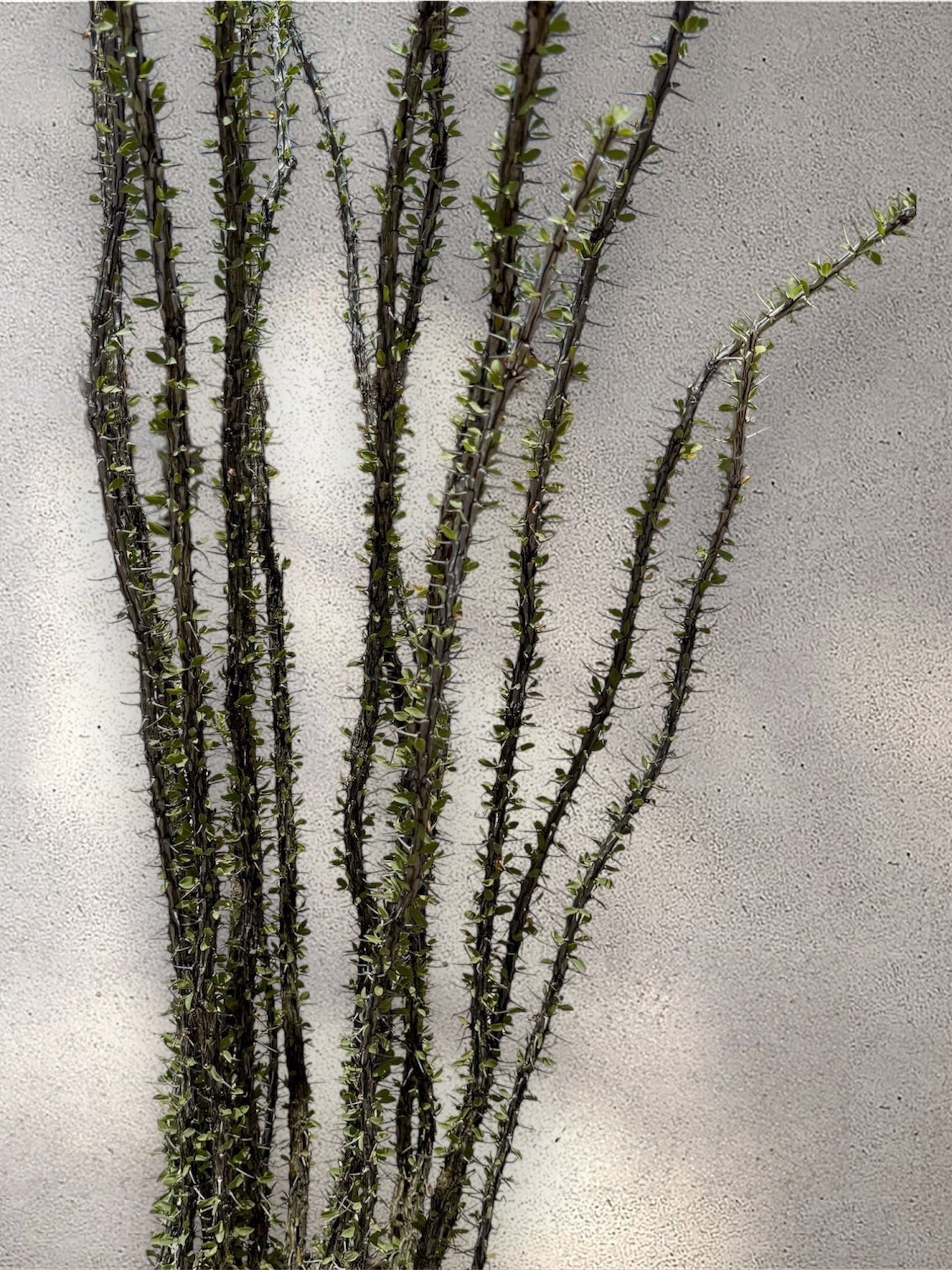 Photoroom_20250624_124451.jpg
