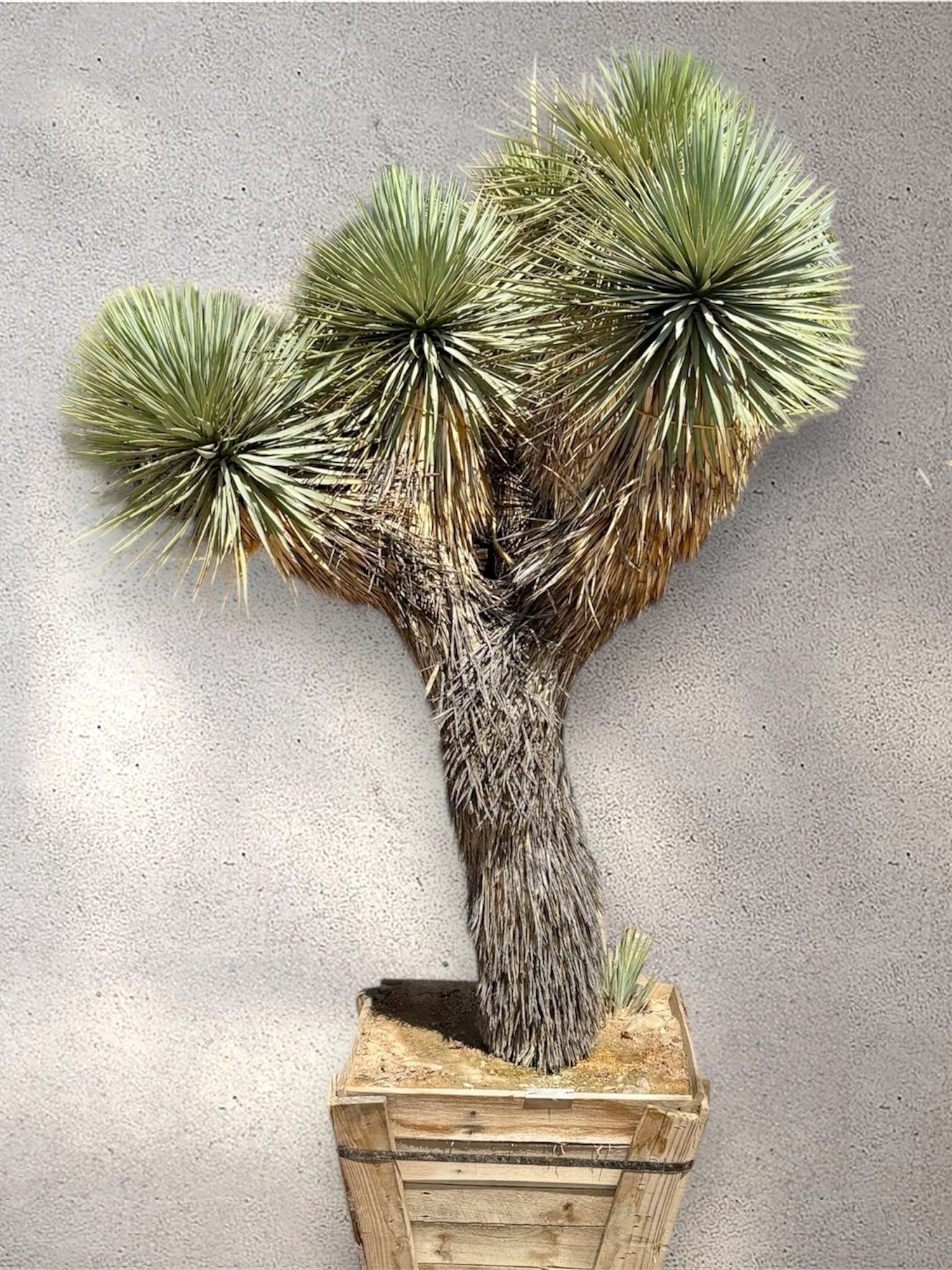 Photoroom_20250625_130410.jpg