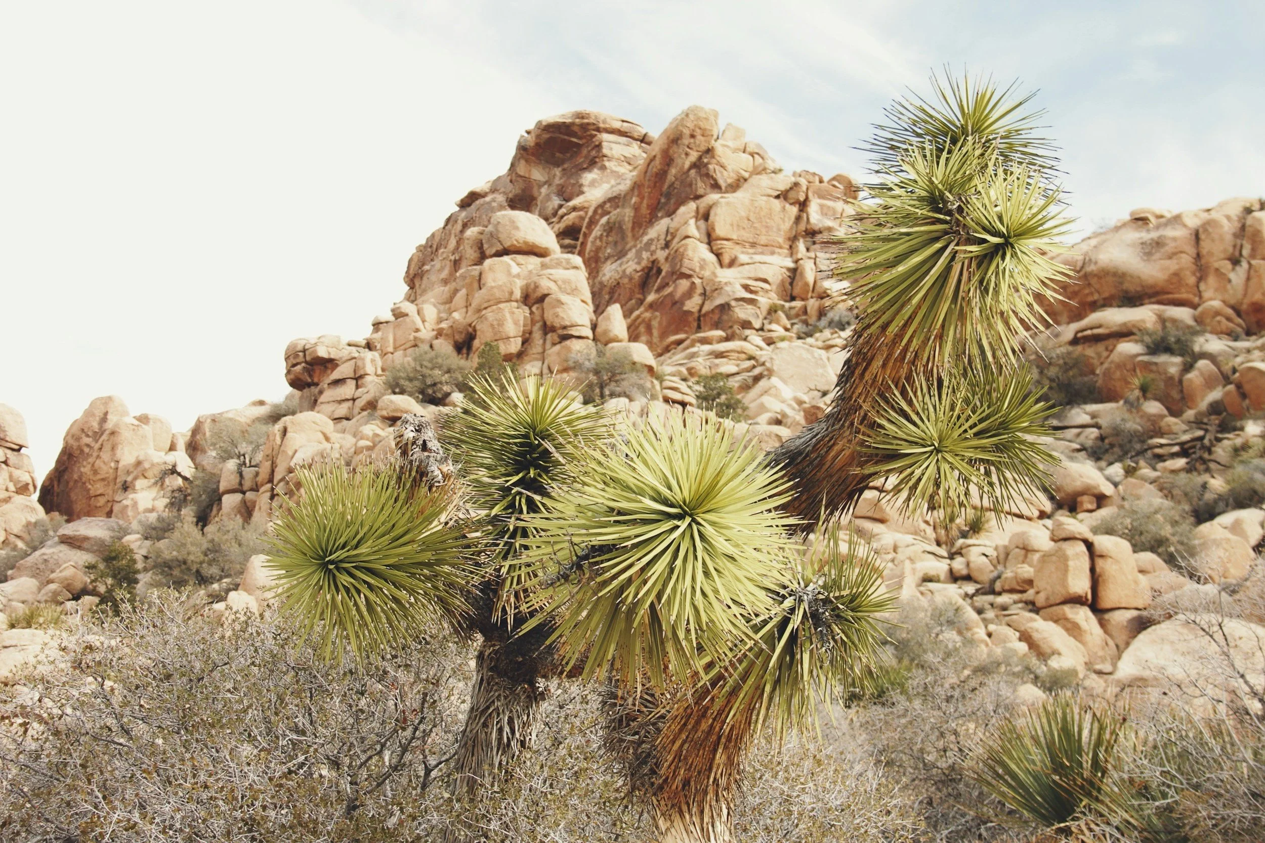 Desert landscape with a large, spiky Joshua tree in the foreground, rocky, reddish-brown mountains in the background, and a partly cloudy sky.