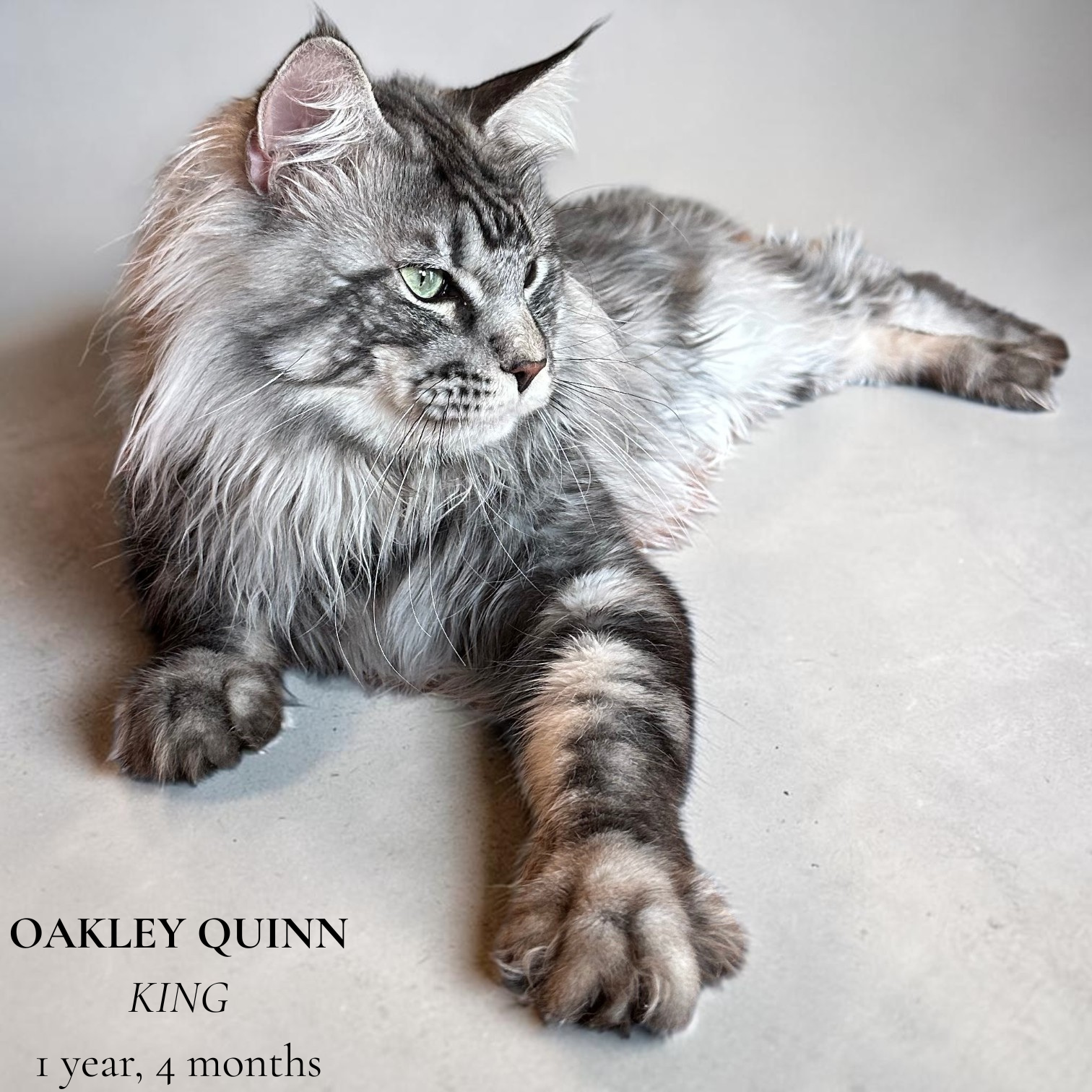 Oakley Quinn (SIRE)