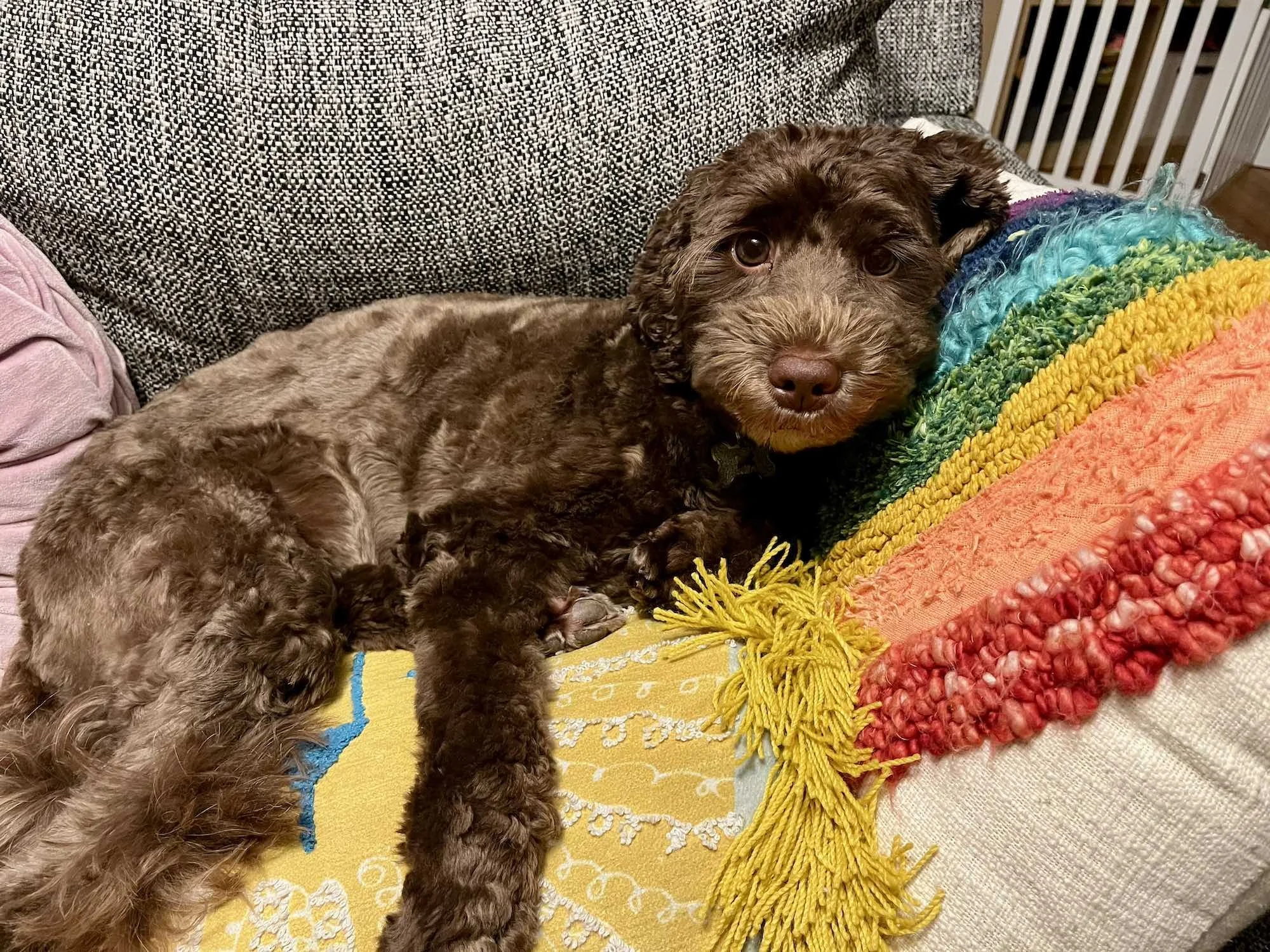 Brown curly-haired dog lying on a couch, resting against a colorful textured pillow and looking toward the camera.