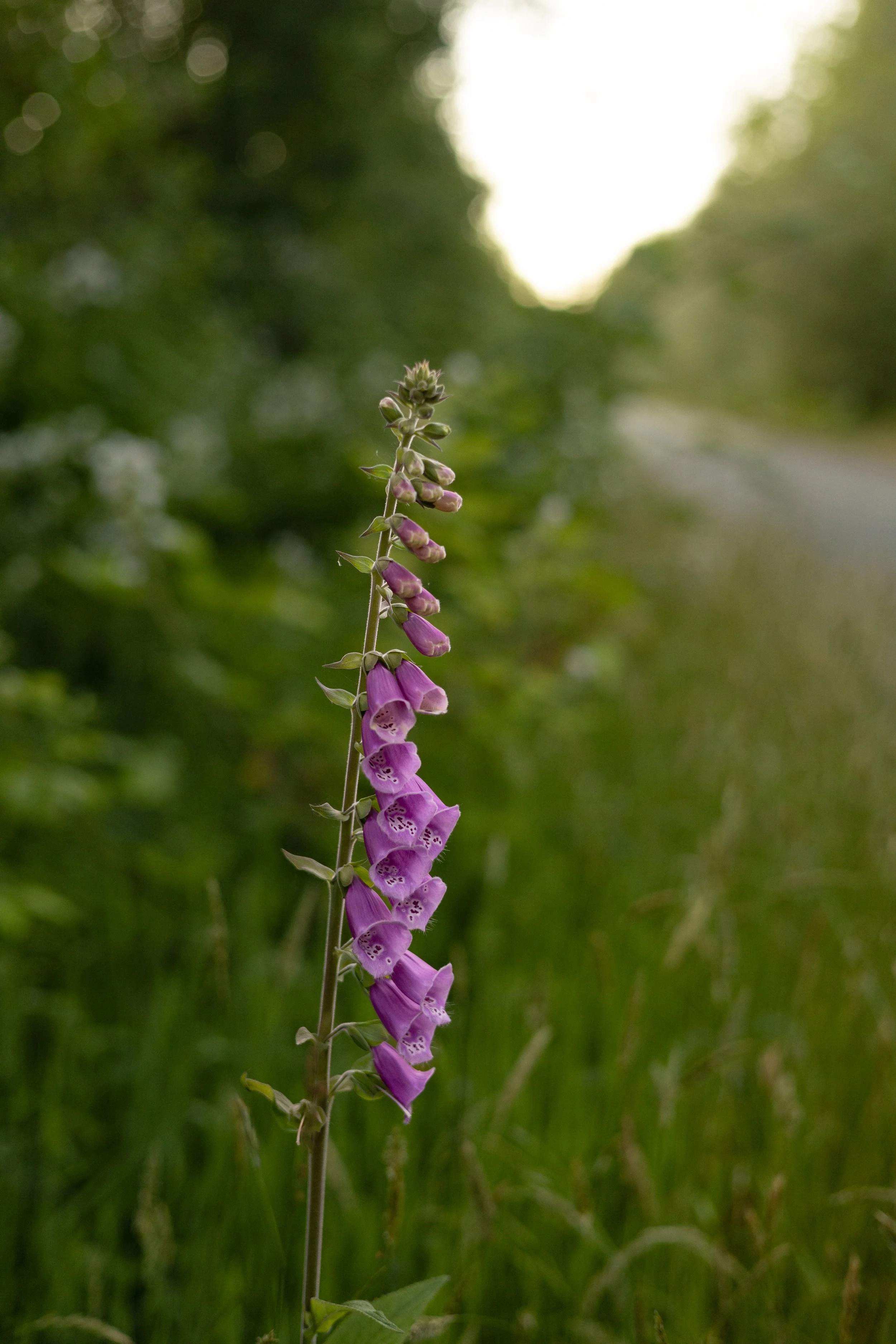 Your Faith Has Healed You