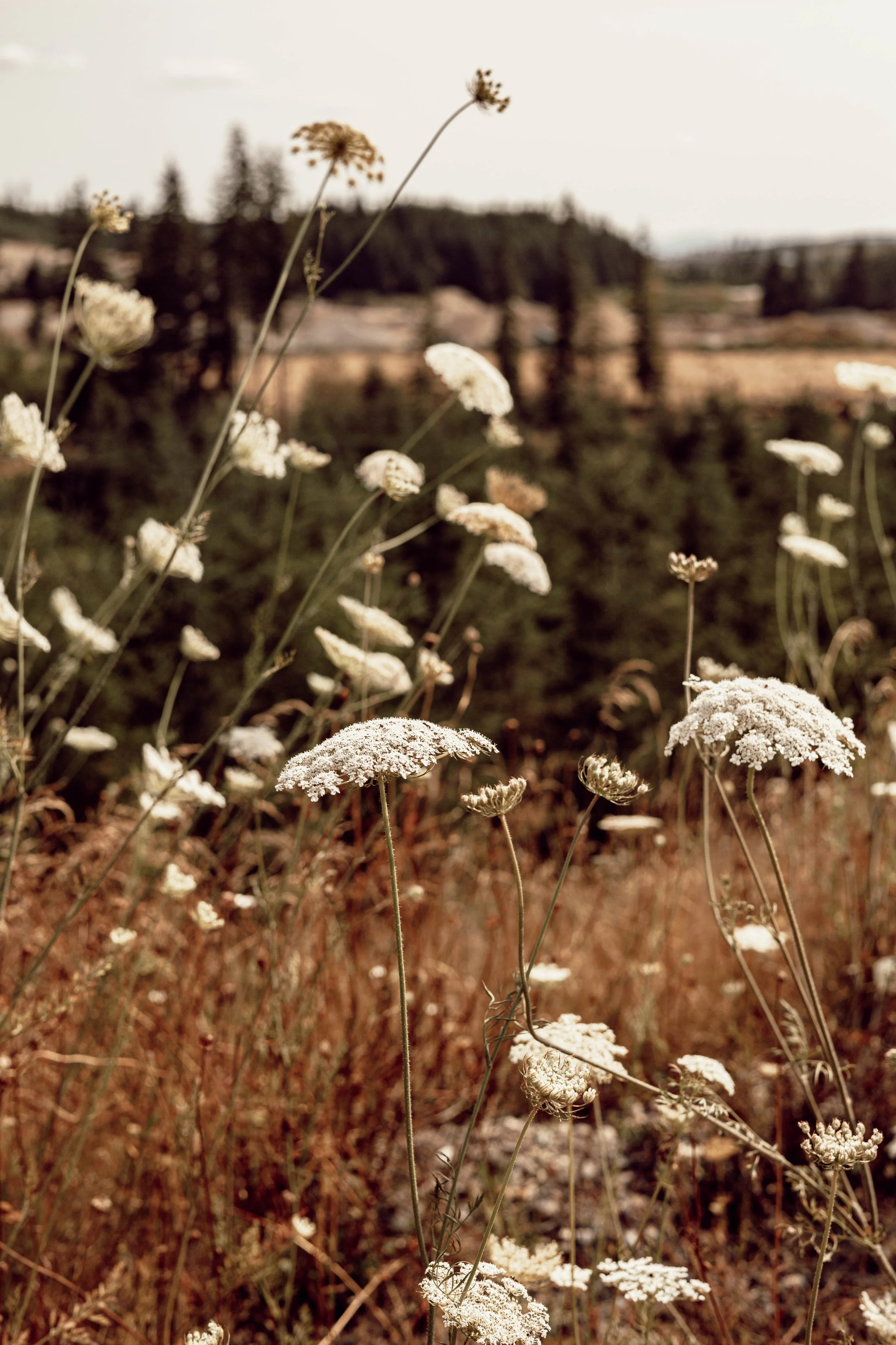 What Would Jesus Do?