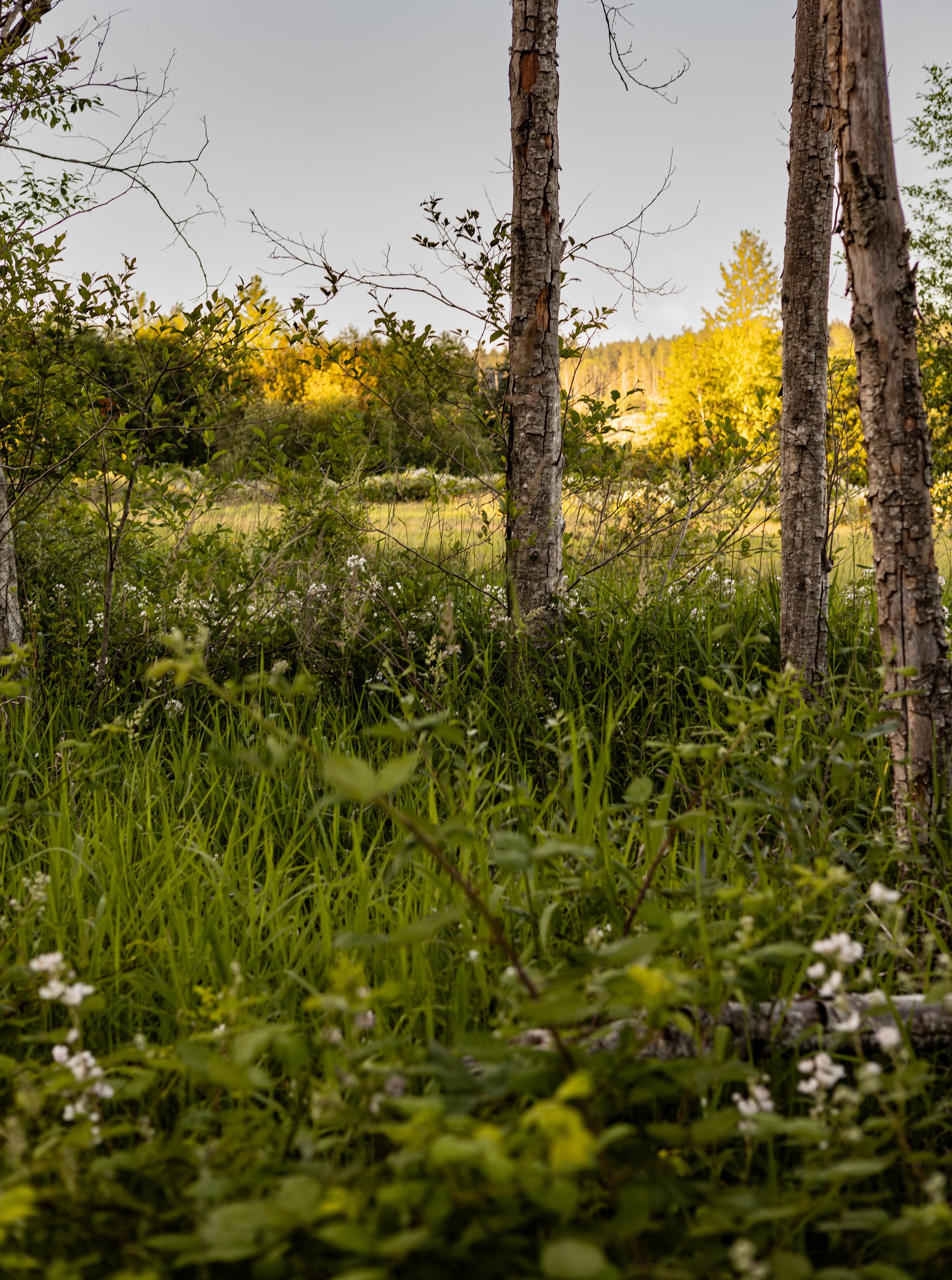 You Are The Branches