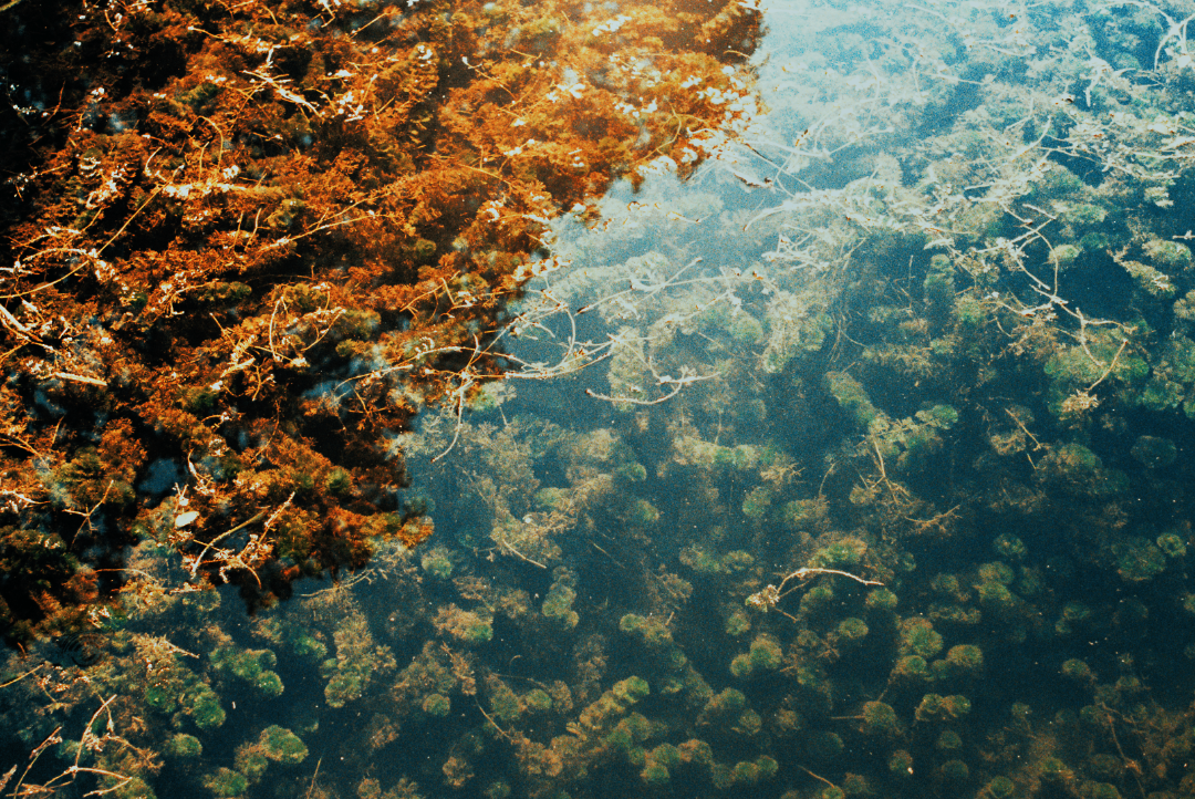 New Braunfels 01 web.png